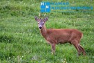 Do budowy bliźniaka blisko Puszczy Kampinoskiej ! - 1