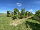 Działka budowlana Michrów gm. Pniewy, - 2