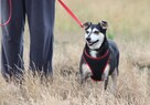 Cudowna łagodna sunia szuka PILNIE domku pełnego miłości - 15