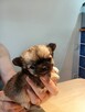 Chihuahua Maleńka - 5