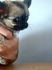 Chihuahua Maleńka - 2