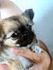 Chihuahua Maleńka - 4