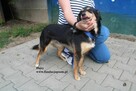Daisy urocza suczka - 5