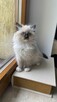 Kotek ragdoll gotowy do odbioru - 8