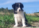 Szczeniak BORDER COLLIE z Hodowli - Rasowa suczka z pełną do - 2