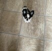 Szczeniak Chihuahua Długowłosa - 3