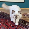 Kotek ragdoll gotowy do odbioru - 5