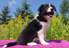 Szczeniak BORDER COLLIE z Hodowli - Rasowa suczka z pełną do - 5