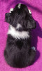 Szczeniak BORDER COLLIE z Hodowli - Rasowa suczka z pełną do - 7