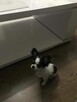 Szczeniak Chihuahua Długowłosa - 1