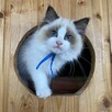 Kotek ragdoll gotowy do odbioru - 10