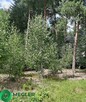 Działka przylegająca do lasu - 5