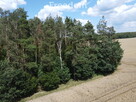 2,29 ha prawie 60 letniego lasu Pokinianka - 3