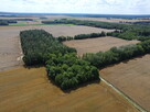 2,29 ha prawie 60 letniego lasu Pokinianka - 4