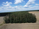 2,29 ha prawie 60 letniego lasu Pokinianka - 6