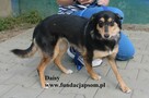 Daisy urocza suczka - 4