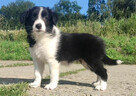Szczeniak BORDER COLLIE z Hodowli - Rasowa suczka z pełną do - 3