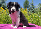 Szczeniak BORDER COLLIE z Hodowli - Rasowa suczka z pełną do - 6