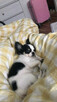 Szczeniak Chihuahua Długowłosa - 2