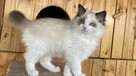 Kotek ragdoll gotowy do odbioru - 13