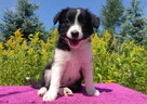 Szczeniak BORDER COLLIE z Hodowli - Rasowa suczka z pełną do - 4