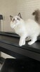Kotek ragdoll gotowy do odbioru - 3