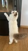 Kotek ragdoll gotowy do odbioru - 2
