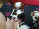 Cavalier King Charles Spaniel - 11