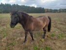 Klacze huculskiena sprzedaż lub wynajem + tegoroczne odsadki - 3