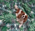 Cavalier King Charles Spaniel - 13