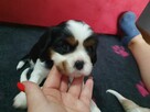 Cavalier King Charles Spaniel - 14