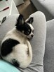 Szczeniak Chihuahua Długowłosa - 5
