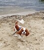 Cavalier King Charles Spaniel - 12