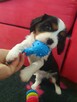 Cavalier King Charles Spaniel - 4