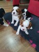 Cavalier King Charles Spaniel - 8