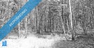 Sprzedam działki - Działoszyn, Wierzchlas, w gm. Działoszyn - 2