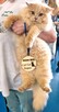 Kocurek brytyjski długowłosy Kitten Champion - 4