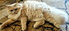 Kocurek brytyjski długowłosy Kitten Champion - 3
