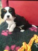 Cavalier King Charles Spaniel - 2