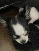 Szczeniak Chihuahua Długowłosa - 4