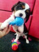 Cavalier King Charles Spaniel - 5