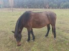 Klacze huculskiena sprzedaż lub wynajem + tegoroczne odsadki - 4