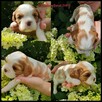 Cavalier King Charles Spaniel - 11