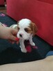 Cavalier King Charles Spaniel - 13