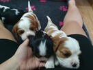 Cavalier King Charles Spaniel - 9