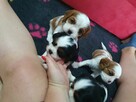 Cavalier King Charles Spaniel - 12