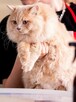 Kocurek brytyjski długowłosy Kitten Champion - 2