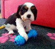 Cavalier King Charles Spaniel - 2
