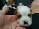 Cavalier King Charles Spaniel - 15