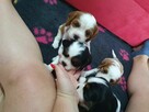 Cavalier King Charles Spaniel - 10